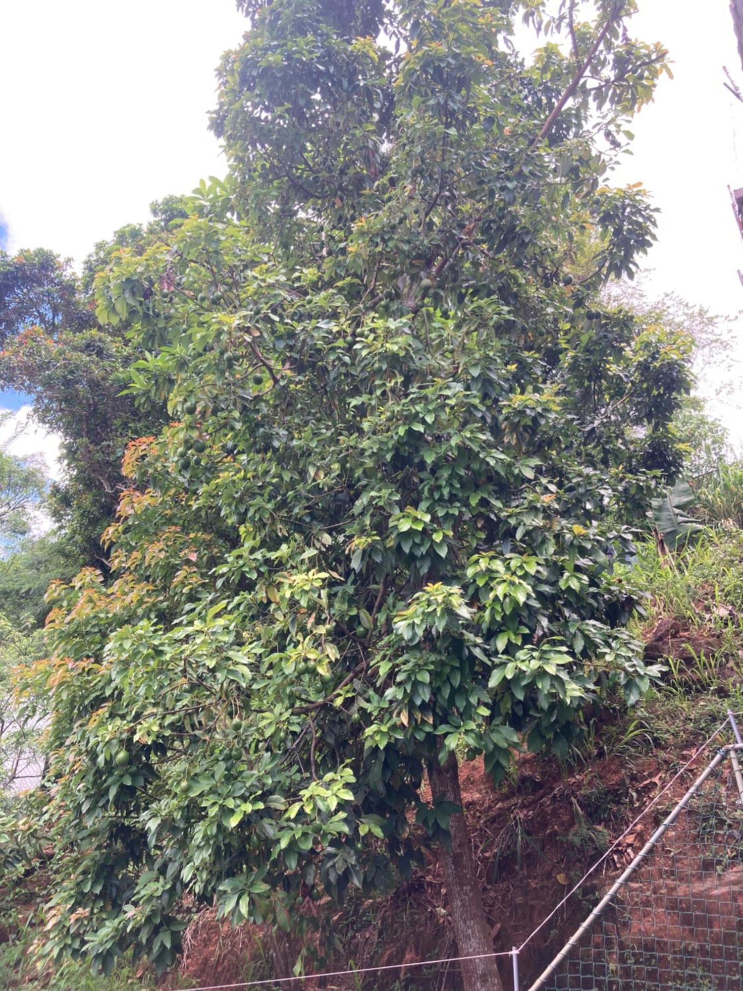 Reverie Hill Bungalow, Kandy Exterior foto